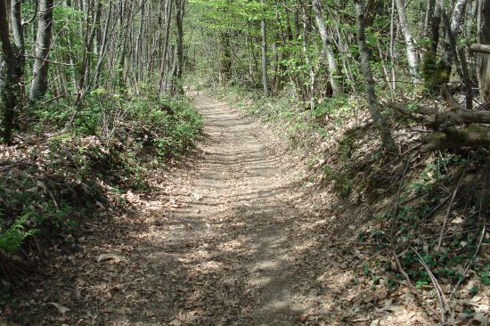 Les amateurs de nature apprécieront les sentiers de randonnée ou les petits ruisseaux en sous bois. Dans un autre format , les cascades de Gimel, la vallée de l'Auvézère avec ses forges, signes d'une autre époque, plus loin la Vallée de la Dordogne avec ses promenades en gabares, souvenir d'une époque faste,