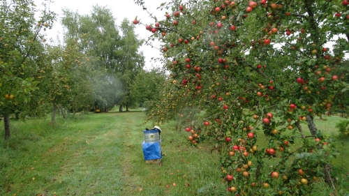 Pommes anciennes Verger de Leycuras en Corrèze dans le limousin